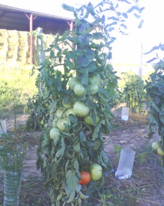 tomates merveilles des marchés