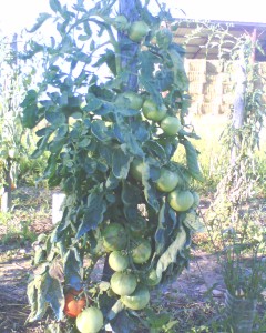 tomates saint pierre