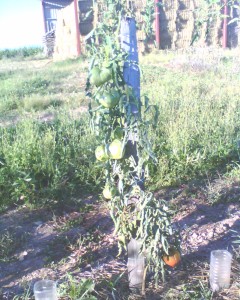 tomates coeur de boeuf