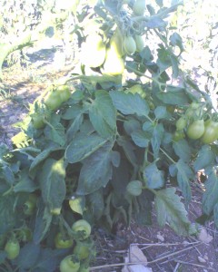 tomates roma Vf