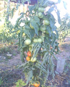 tomates marmandes