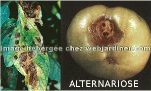 alterniose