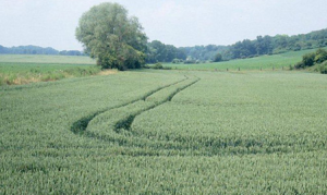 Zones arborées