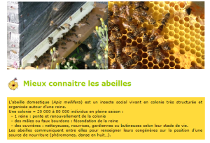 abeille4