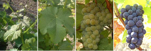 vigne sauvignon