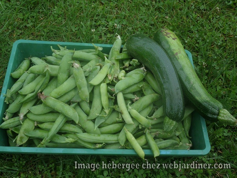 legumes2016001.jpg