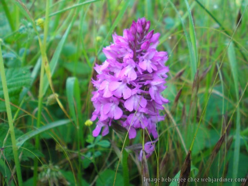 orchis pyramidal