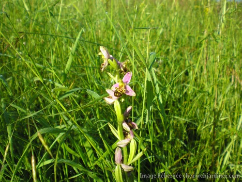 ophrys fuciflora