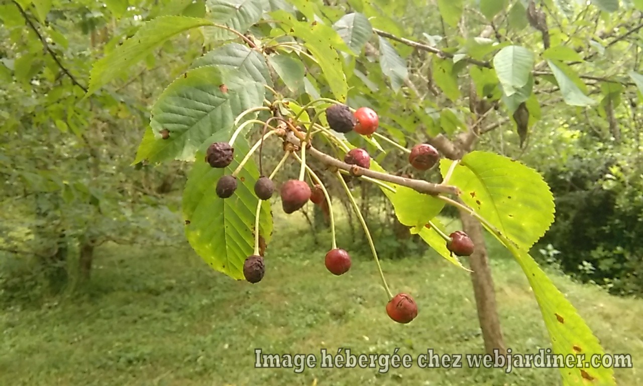 Cerises.jpg