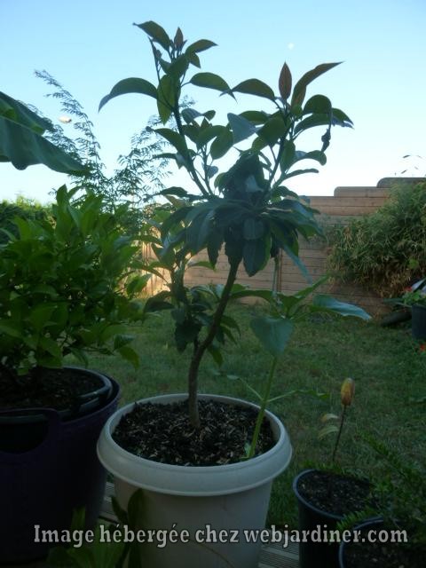 Avocatier.aout2016JPG.jpg Avocatier.aout2016JPG.jpg
