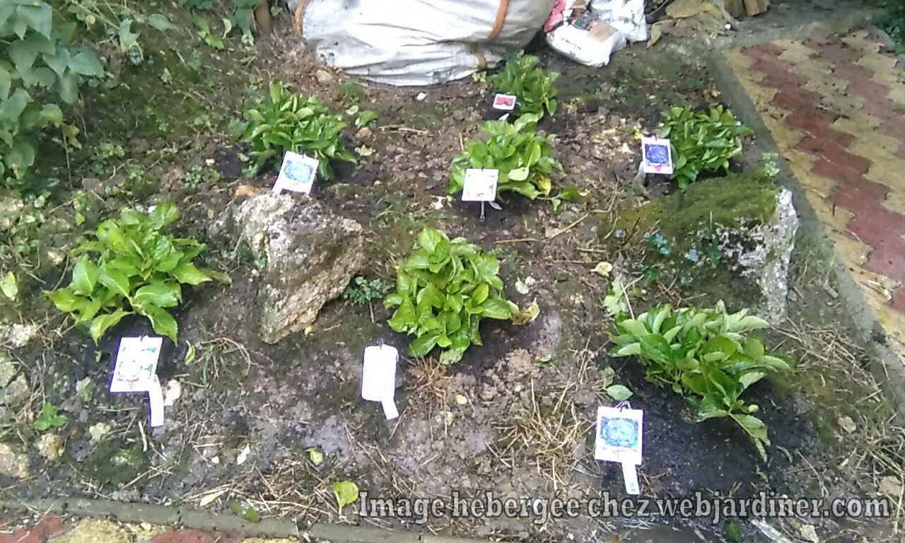 Plantationhortensias.jpg Plantationhortensias.jpg