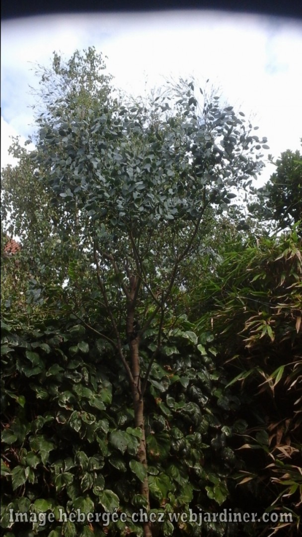 Eucalyptus que je souhaite tailler pour différentes raisons