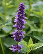 image agastache_anisata