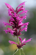 image agastache mexicana