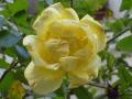 rose jaune vue de prs