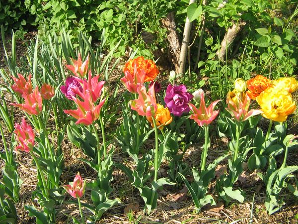 mlange de tulipes
