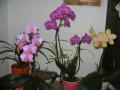 Mes orchides en mars 2008