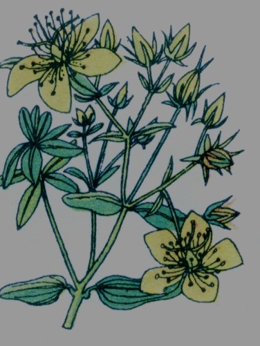 Millepertuis perforé - Hypericum perforatum