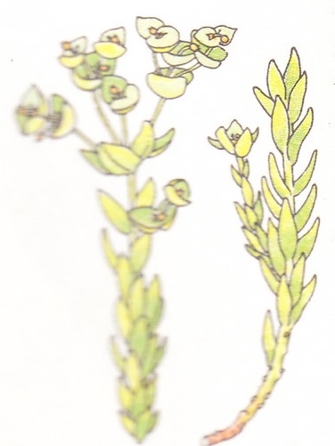 Euphorbe de mer - Euphorbia Paralias