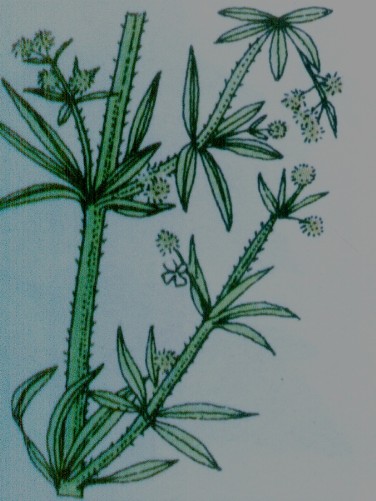 Gaillet grateron- Galium aparine