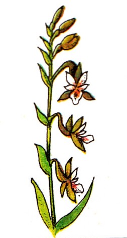 Epipactis des marais