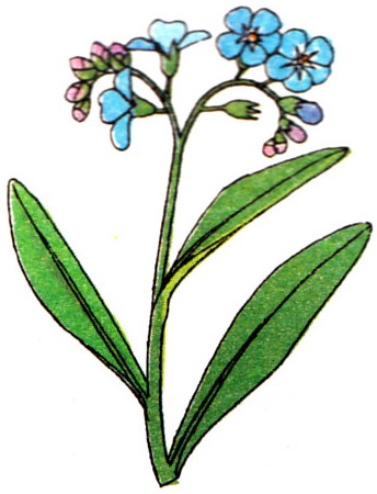 Myosotis des marais