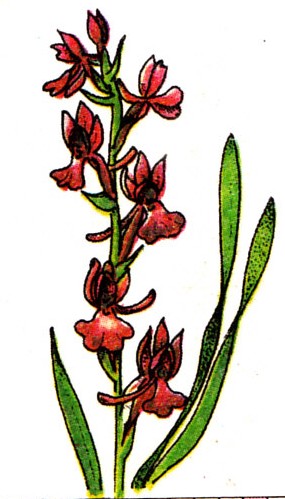 Orchis des marais