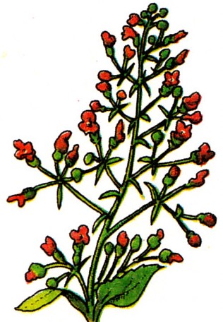 Scrofulaire herbe carree
