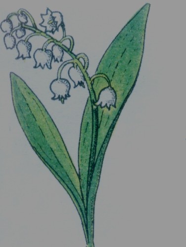 muguet