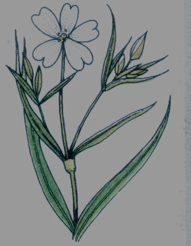 Stellaire holostée - Stellaria Holostea