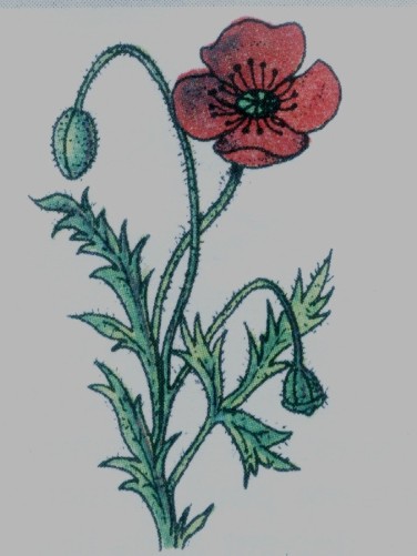 coquelicot