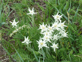 image edelweiss