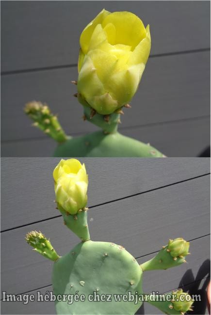 cactus_01.jpg