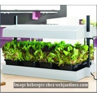 mini potager d interieur 2