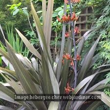 phormium tenax