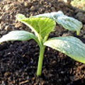 Avatar de monpetitpotager