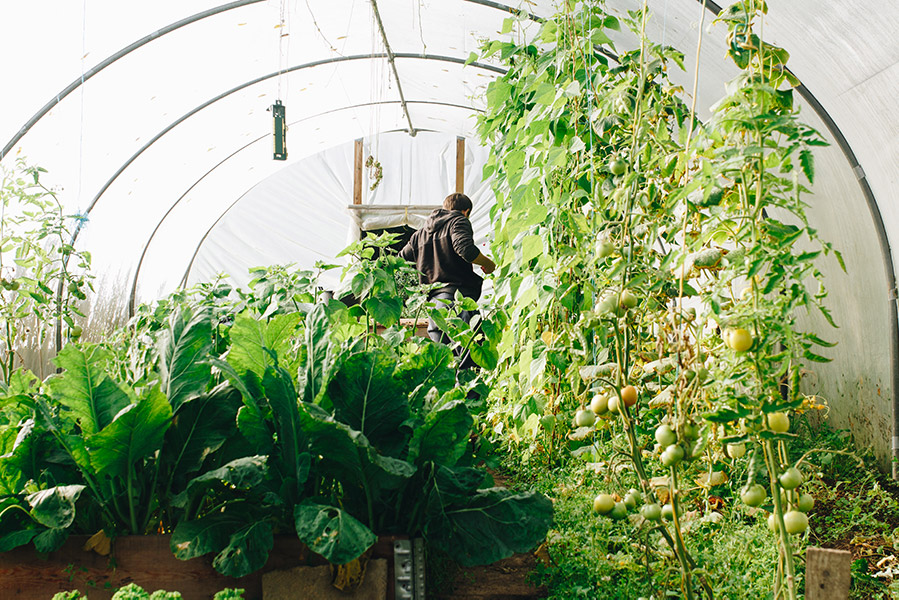 Vu intérieur d'une serre de jardin serre de jardin