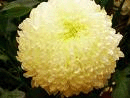 Chrysanthème