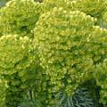 image Euphorbe characias