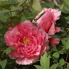 Pivoine