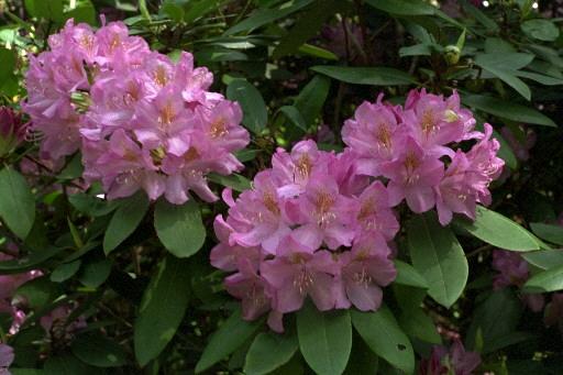 Rhododendron