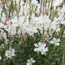 Gaura blanche