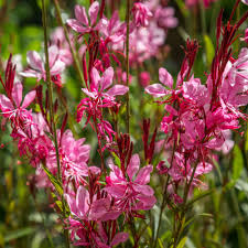 Gaura rouge