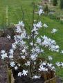 magnolia blanc 062 web