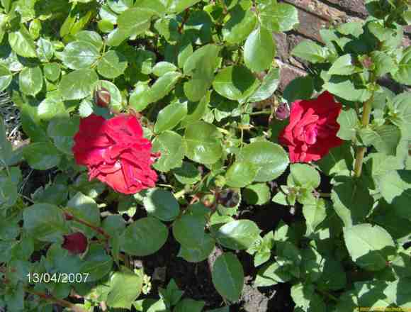 roses 633 web