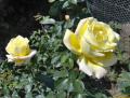 roses 638 web