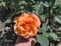 roses 640 web