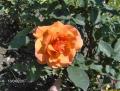 roses 641 web