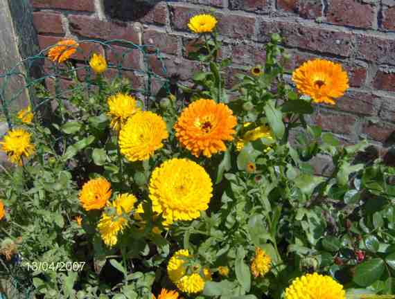 soucis calendula 630 web