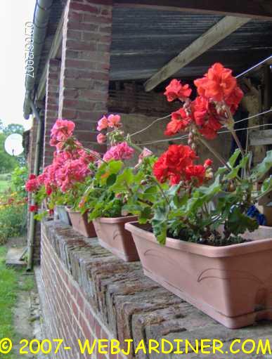 geraniums web